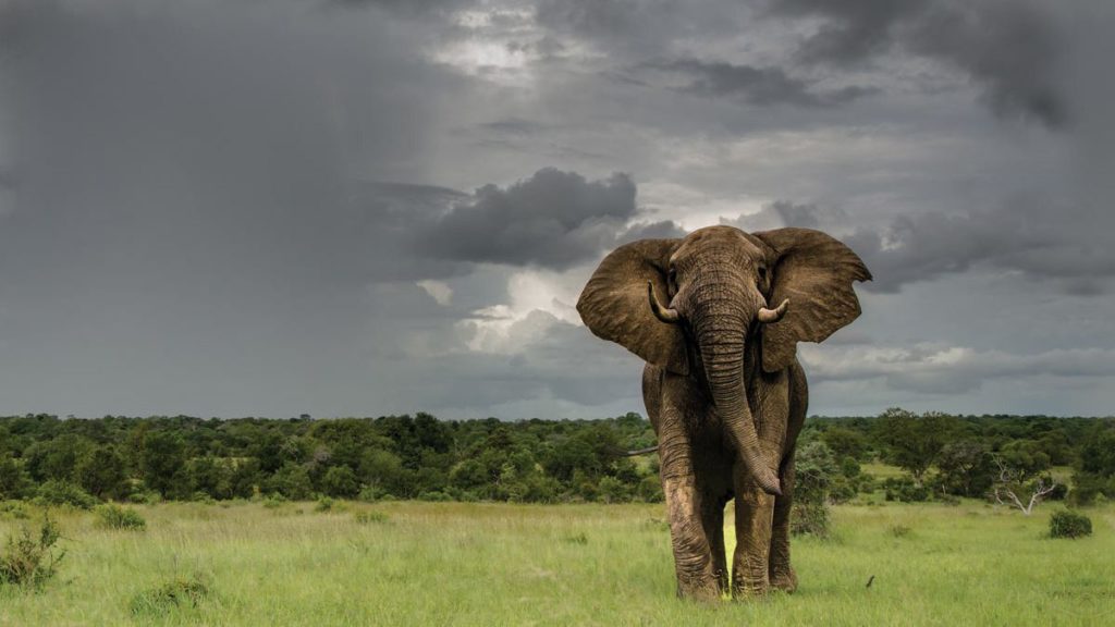 Sabi Sabi Elephant